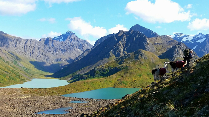 Pack Llamas in Alaska Wild Sheep Country