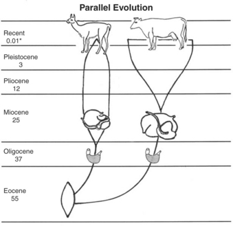 Parallel Evolution