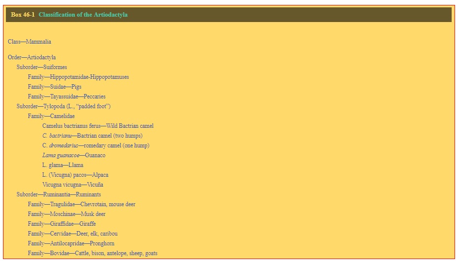 Classification of the Artiodactyla
